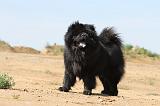 CHOW CHOW 110